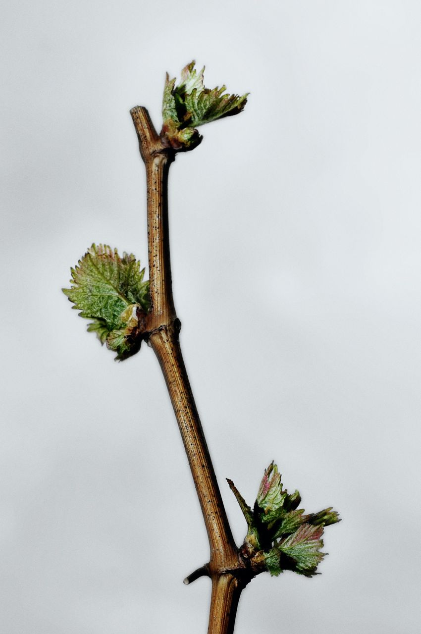 Vignoble Macro 4-Feuilles sorties 0710